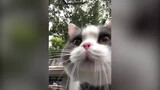 [Thú cưng] Xem xong video này bạn sẽ quên cách mèo kêu…