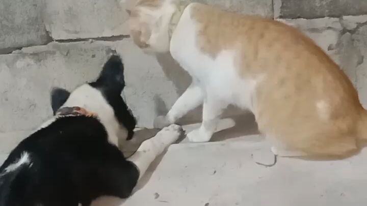 สุนัขแมวเหมียวมันกำลังทำอะไรกันนะ🤔