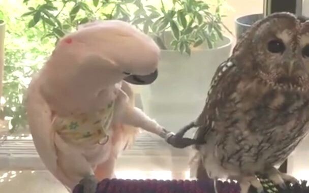 شعرك جميل، هل يمكنك إعارته لي؟