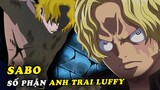 (One Piece 1001+ ) - Sabo bị bắt , Quân Cách Mạng sẽ đưa ViVi đến băng Mũ Rơm - Giả thuyết One Piece