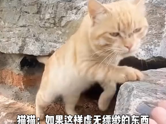 แมวเหมียว: ถ้าเธอตายไป ใครจะมาป้อนข้าวให้ฉันล่ะ!