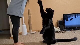 How smart can a black panther be?