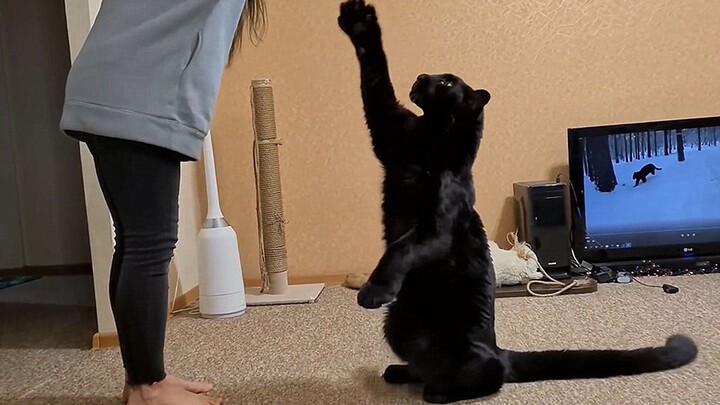 How smart can a black panther be?