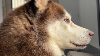 It’s best not to keep a Husky, just watch it!