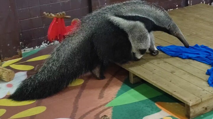 [Giant Anteater] Just walking along and then fell asleep
