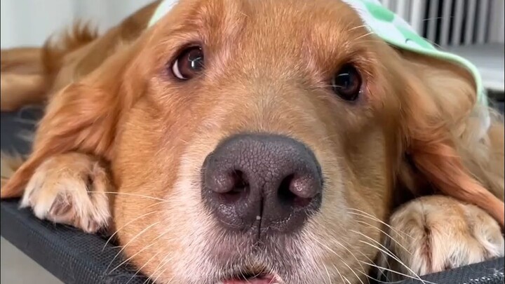 หมาโกลเด้นถึงกับเลือกปฏิบัติขนาดนี้เลยเหรอ?