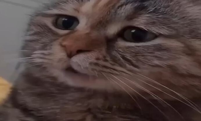 【Máy nghiền gạch】chipi chipi chapa chapa phần 4