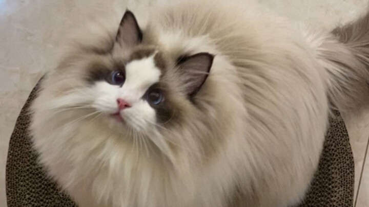 นี่แหละผลลัพธ์ของการช้อปออนไลน์โดยไม่ดูขนาด! ตอนต่อมาเริ่มแล้ว!!