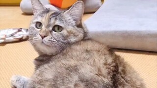 Kucing keluarga mana yang langsung mengangkat pantatnya begitu disentuh
