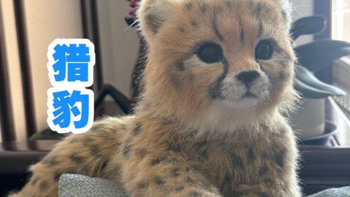 เสือชีตาห์ร้องเหมียวๆ!