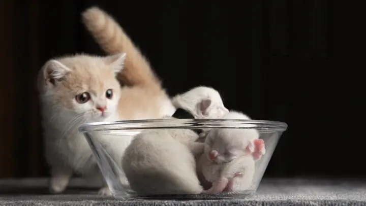 This Uploader Is Finally Going To Eat Kittens!