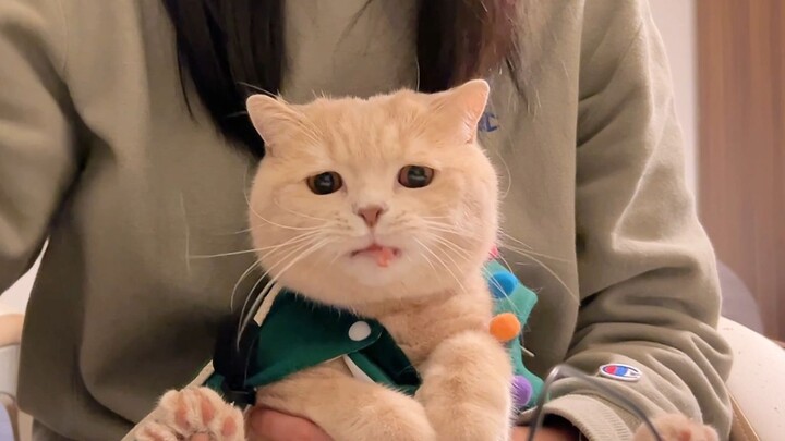 The little dog hasn’t had Niu Niu snacks in ages!