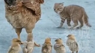 Trẻ trâu không sợ hổ! Việc của mèo thì bạn ít can thiệp vào đi