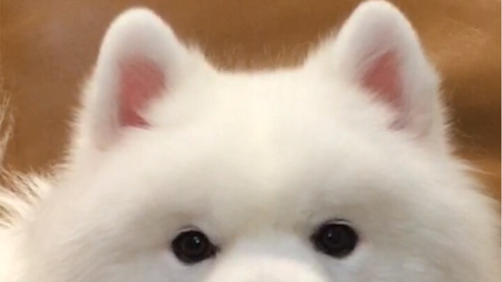 This little pup doesn’t have any special talents—just two adorable pink ears!