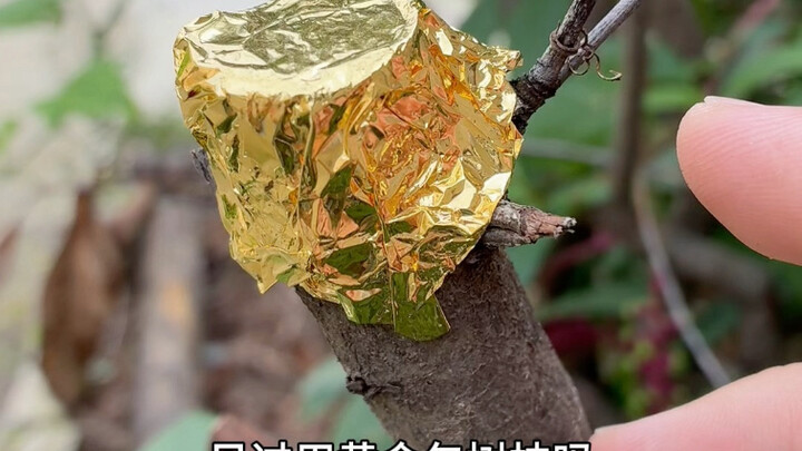 I feel like I'm living a worse life than a tree.