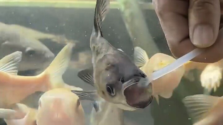 In the fish tank cultivation mode, I am the ancestor of the sect.