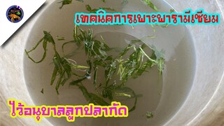 เทคนิคการเพาะพารามีเซียมไว้อนุบาลลูกปลาแบบละเอียดสไตล์korattv