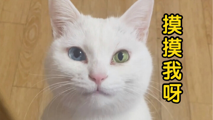 ฉันก็แค่ได้ยินเสียงหาวครั้งนี้ไปร้อยกว่ารอบเองนะ!