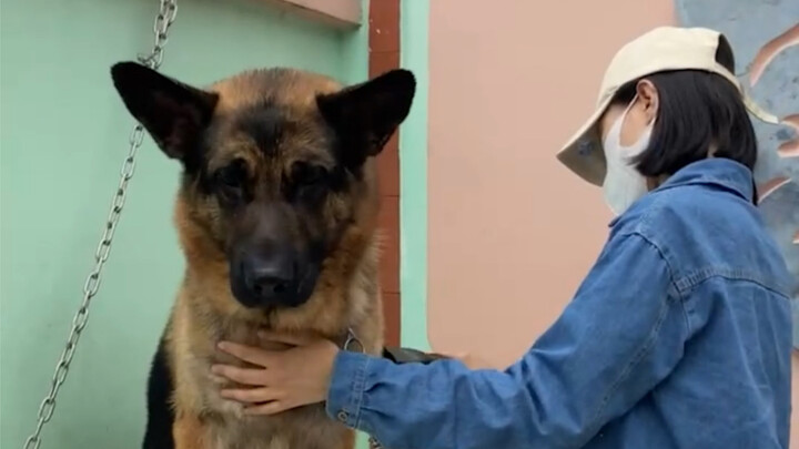 Langsung diuji: Orang biasa benar-benar nggak bisa pelihara anjing besar!