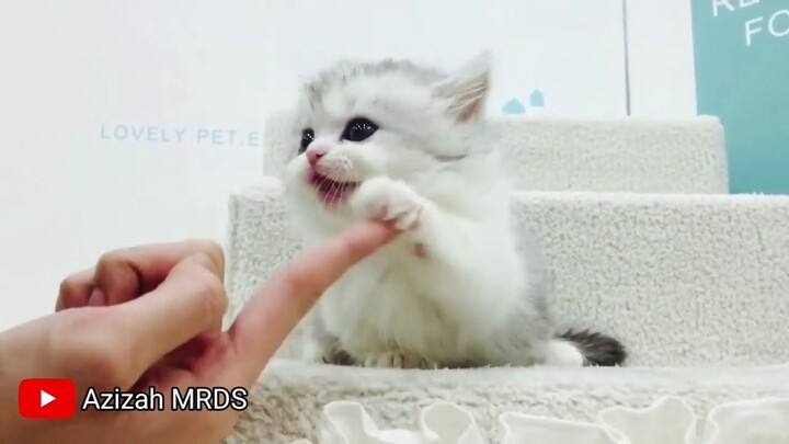 Kucing Lucu Lucu Bikin Gemes Terbaru 2021