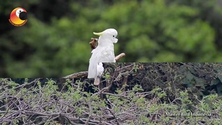 Pesona Luar biasa dari Kakatua kecil Jambul kuning