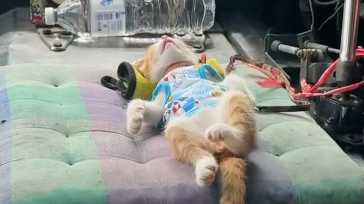 Anak kucing yang diadopsi oleh sopir bus setiap hari menemaninya bekerja, para penumpang pun tidak t