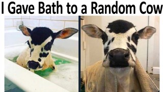 ULTIMATE WHOLESOME MEMES V4