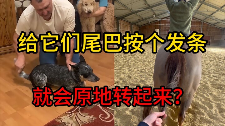 "Memasang Pegas pada Ekor" Memutar ekor anjing atau kuda, apakah mereka akan berputar di tempat? Jik