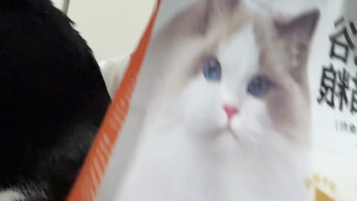 سرّ محبة القطط للالتصاق ببعضها