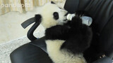 Cute Panda Drinking Milk In An Office Chair
