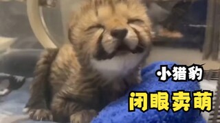 小猎豹40天内的颜值变化