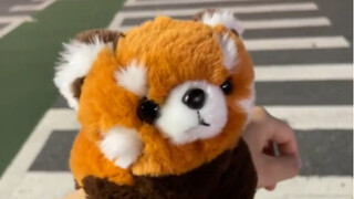 谁能拒绝一只趴在手上的小熊猫阿