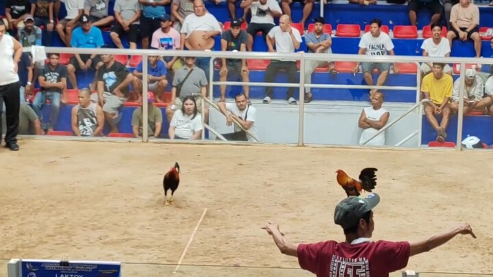 Airwolf Sweater ACCG 7 STAG DERBY GRAND FINALS