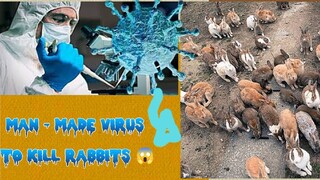 Man - Made VIRUS to exterminate rabbits😱