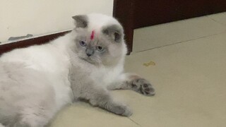 Mèo Anh lông ngắn dũng cảm đối đầu với máy hút bụi mà không hề sợ hãi