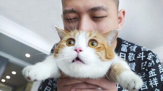 和敬汉卿挑战数猫毛，一天居然掉10万根？敬汉卿：悔不当初！