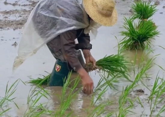Phiên bản đời thực của “Đói rét khổ sở, chạy theo viên vàng”