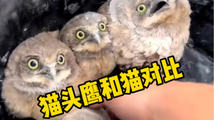 Hilarious—owls vs. cats, masters at war, every move deadly