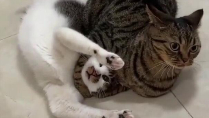 บางครั้ง สิ่งที่ไร้มารยาทไม่จำเป็นต้องเป็นมนุษย์เสมอไป