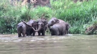 🐘เวลาช้างไม่เจอเพื่อนมานาน...ปฏิกิริยาช้างจะเป็นอย่างไร?ไปชมกันครับ