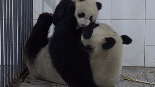 Ôm vào! Giơ cao cao!