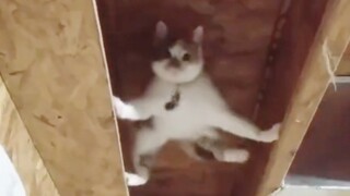 Never try to understand a cat's brain!