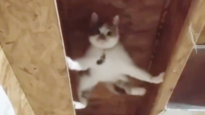 อย่าพยายามที่จะเข้าใจสมองของแมว!