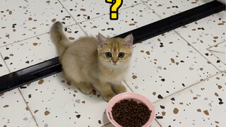 Apa yang akan terjadi ketika kucingmu sedang makan dan kamu buang air besar di sampingnya