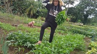 Havest our Vegetables