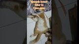 Funny Cats Videos #cat #cats #funnycat #funnycat #cat2024 #kucing #kucinglucu