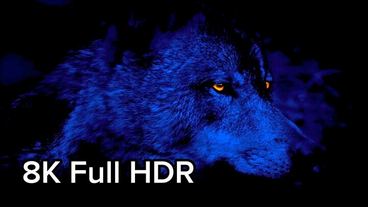 The Coolest 12KVideo ULTRAHD 240fps DolbyVision HDR12K #foryou #2026foryou #8kfullhdr #8knature