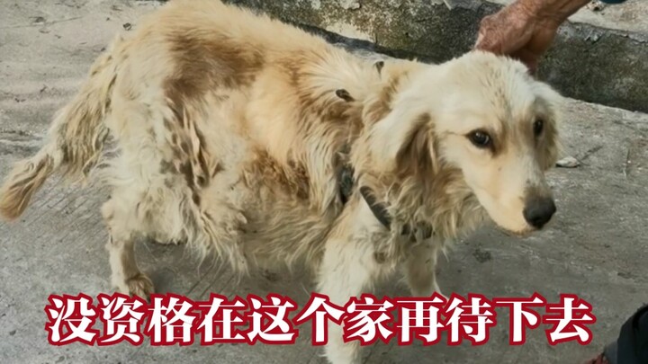 【เหลาเฟิงหยาง】หมาโกลเด้นโตจน “อ้วน” แล้ว ไปซื้อมันมา แล้วเอาไปทำเนื้อกินกัน!