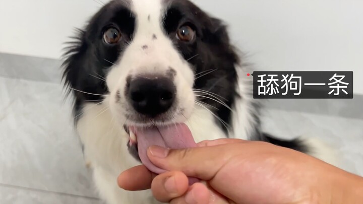 Khi chó chăn cừu xứ Wales liếm bạn, điều gì sẽ xảy ra nếu bạn nắm lấy lưỡi của nó?