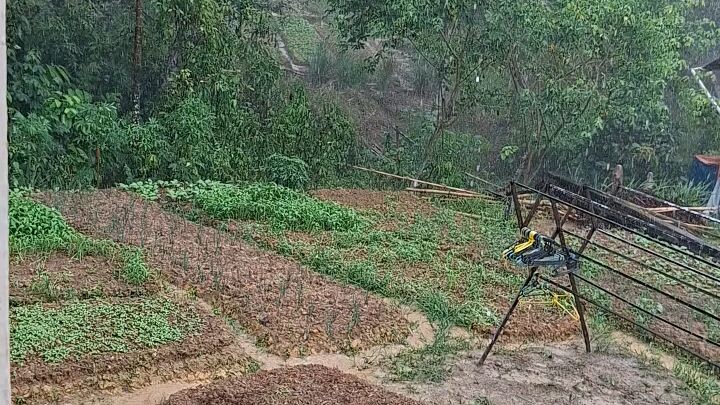 Hujan di Kebun Sayur